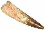 Fossil Spinosaurus Tooth - Real Dinosaur Tooth #365614-1